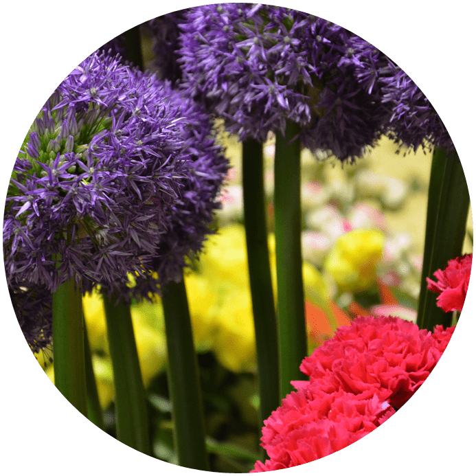 vente de fleurs Neuville-aux-Bois (45), vente de fleurs Chilleurs-aux-Bois (45), vente de fleurs Artenay (45)